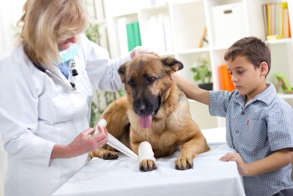 Pourquoi assurer son chien