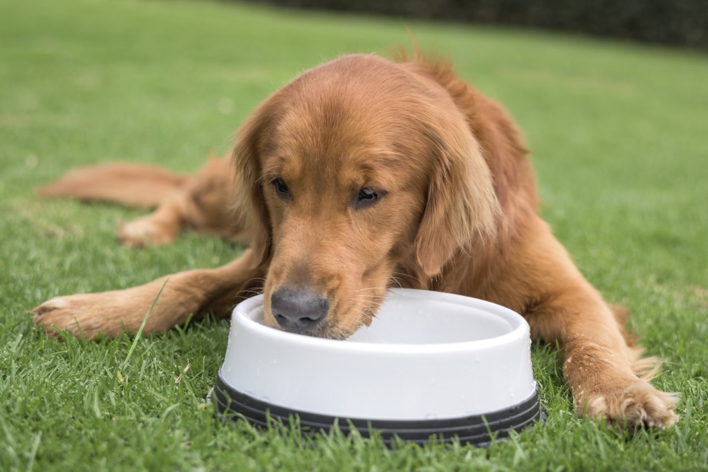 L'alimentation, l'origine principale du diabète chez le chien