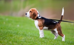 Un chien en bonne santé : un chien assuré !