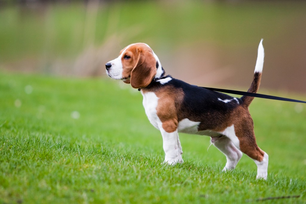 Chien assuré, chien en bonne santé