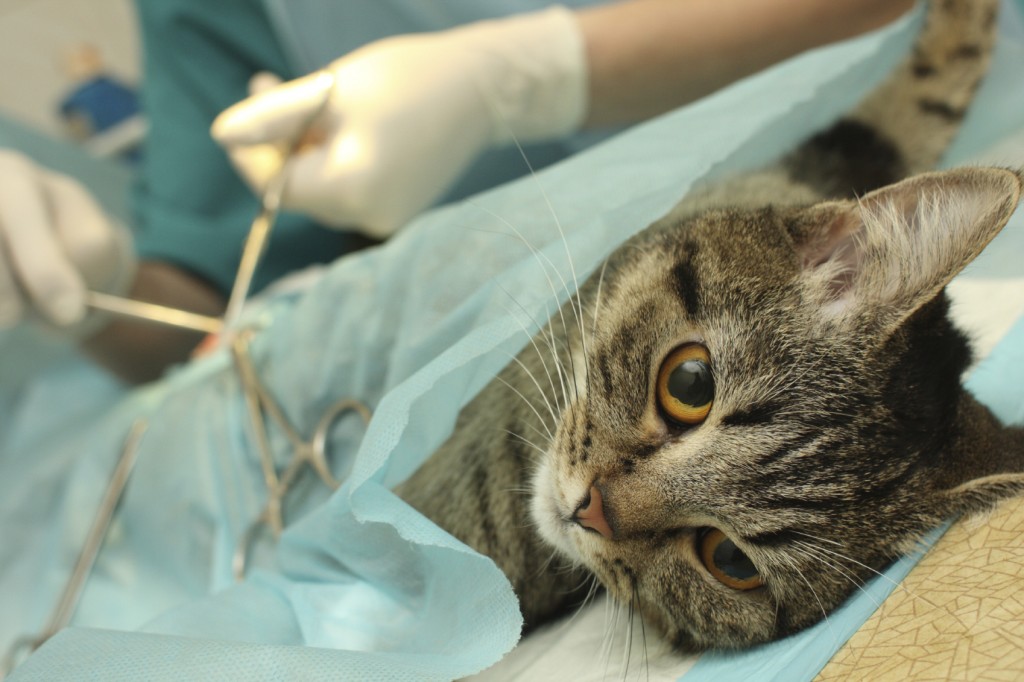 Faire stériliser son chat