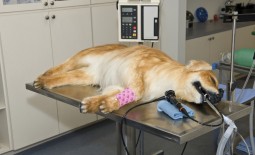 Les risques de l’anesthésie chez le chien