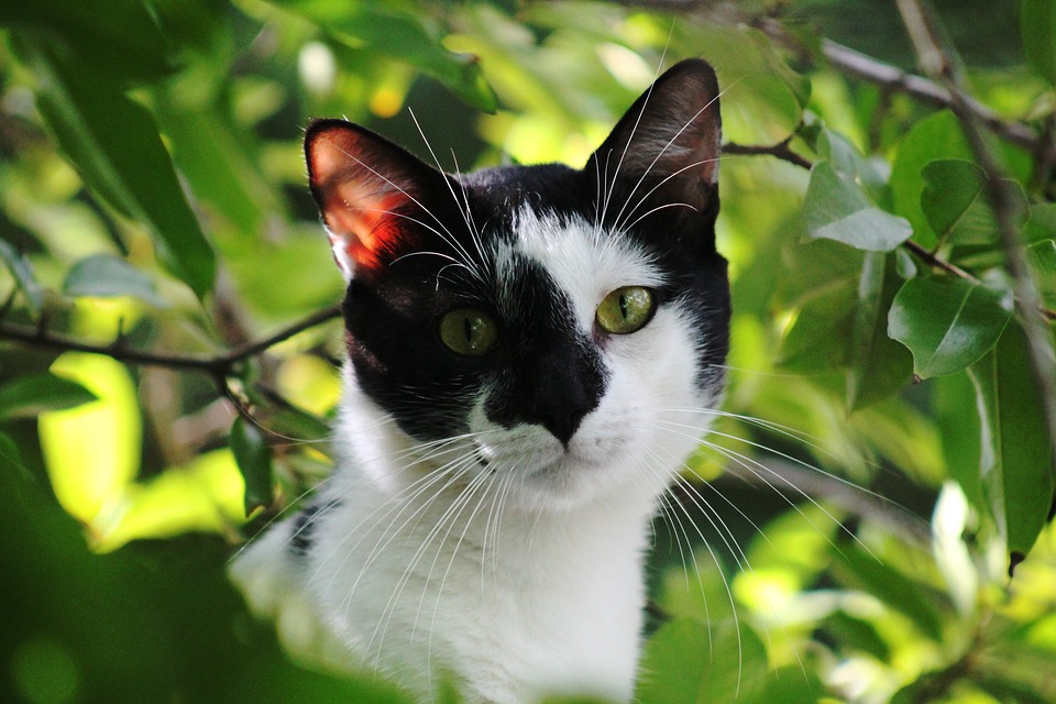 Faire assurer son chat
