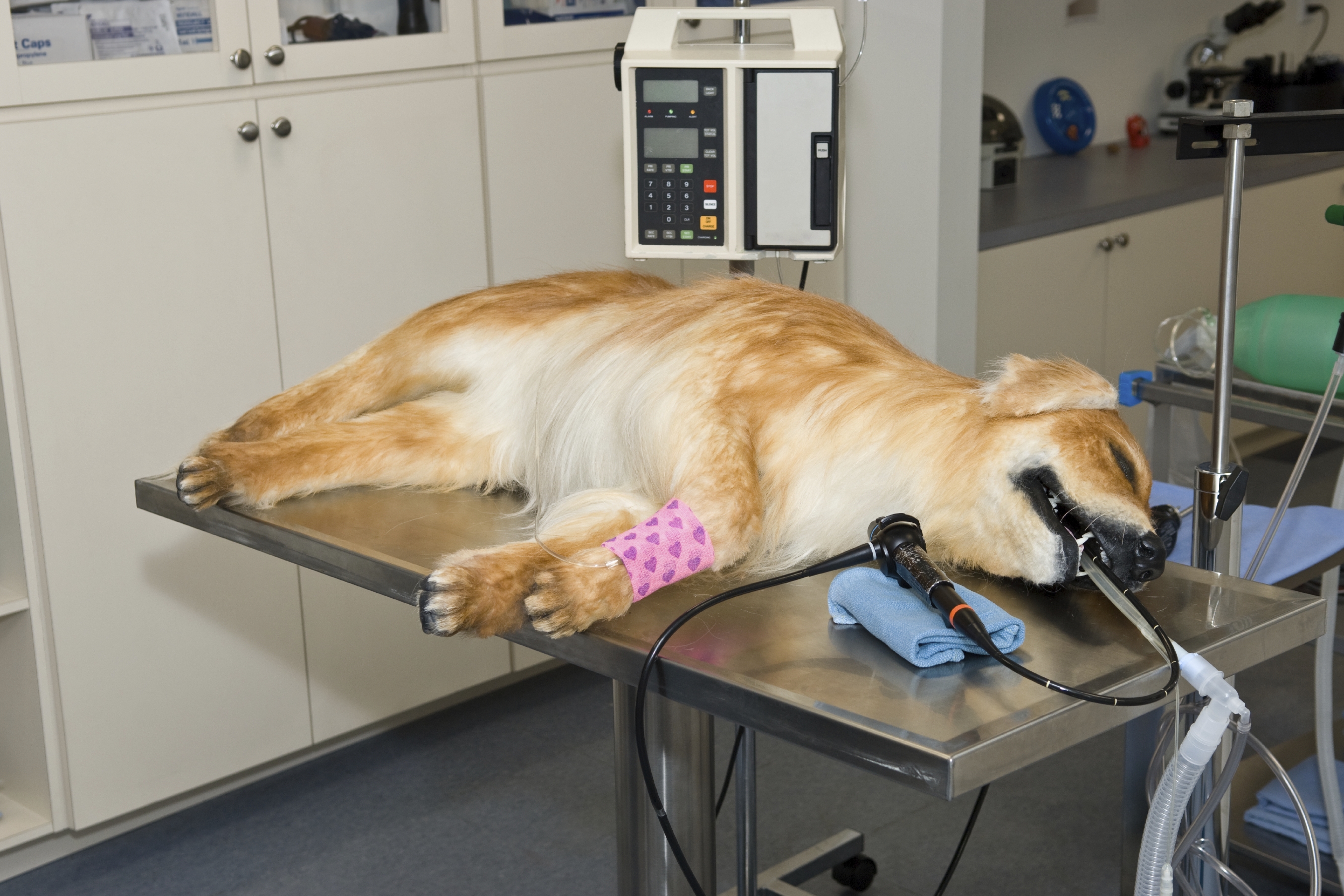 Les risques de l’anesthésie chez le chien
